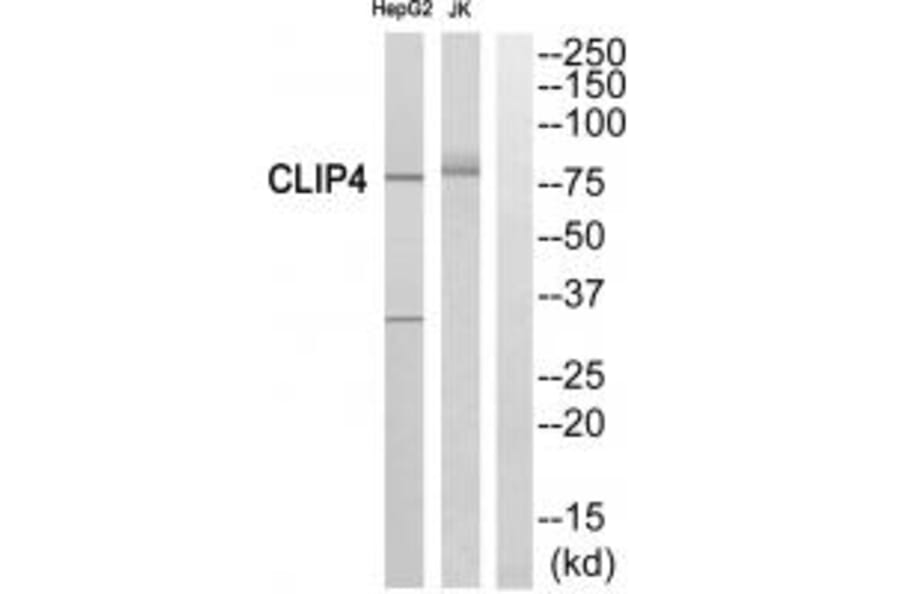 Western blot - CLIP4 Antibody from Signalway Antibody (34531) - Antibodies.com