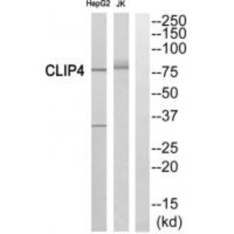 Western blot - CLIP4 Antibody from Signalway Antibody (34531) - Antibodies.com