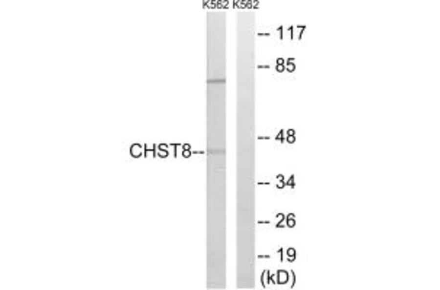 Western blot - CHST8 Antibody from Signalway Antibody (34536) - Antibodies.com