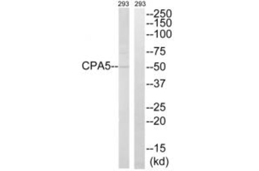 Western blot - CPA5 Antibody from Signalway Antibody (34547) - Antibodies.com
