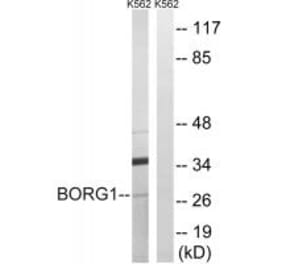 Western blot - BORG1 Antibody from Signalway Antibody (34556) - Antibodies.com