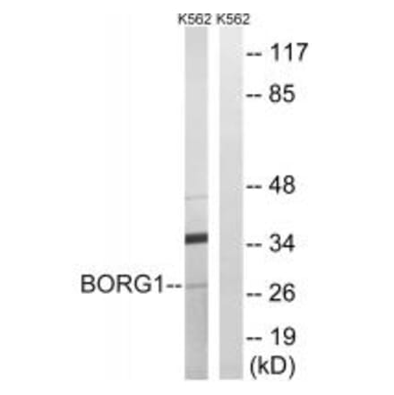 Western blot - BORG1 Antibody from Signalway Antibody (34556) - Antibodies.com