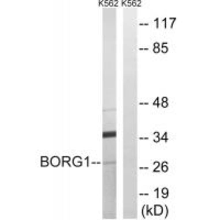 Western blot - BORG1 Antibody from Signalway Antibody (34556) - Antibodies.com