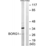 Western blot - BORG1 Antibody from Signalway Antibody (34556) - Antibodies.com