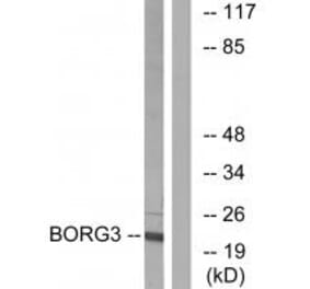 Western blot - BORG3 Antibody from Signalway Antibody (34559) - Antibodies.com