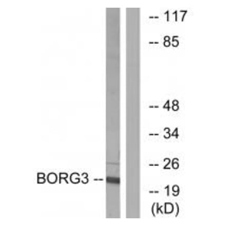 Western blot - BORG3 Antibody from Signalway Antibody (34559) - Antibodies.com