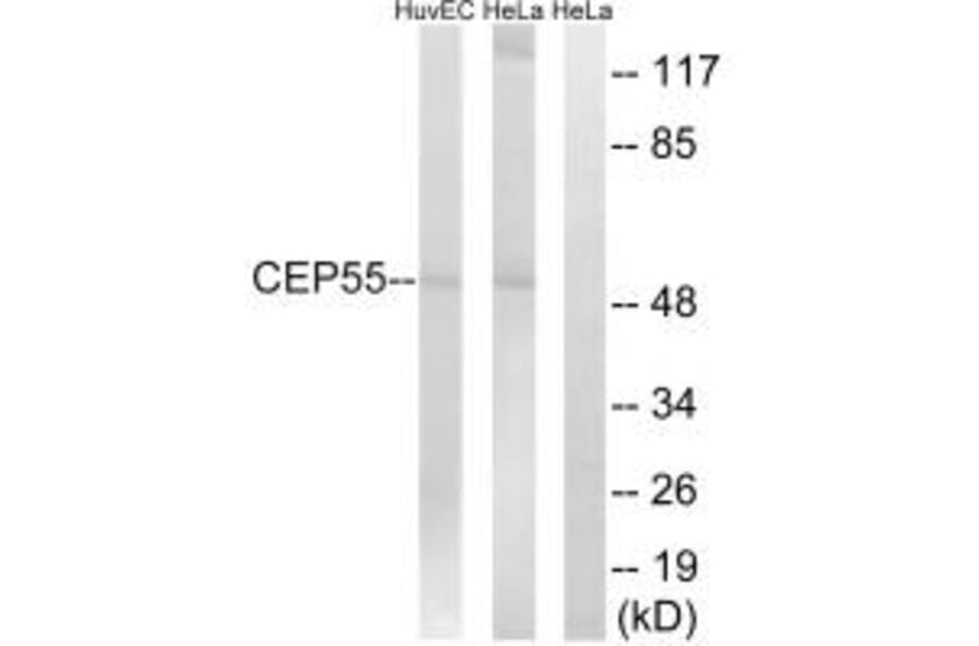 Western blot - CEP55 Antibody from Signalway Antibody (34566) - Antibodies.com