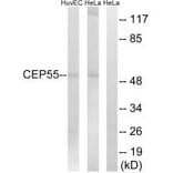 Western blot - CEP55 Antibody from Signalway Antibody (34566) - Antibodies.com