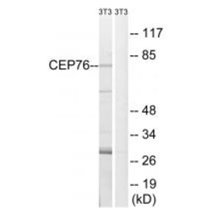 Western blot - CEP76 Antibody from Signalway Antibody (34569) - Antibodies.com