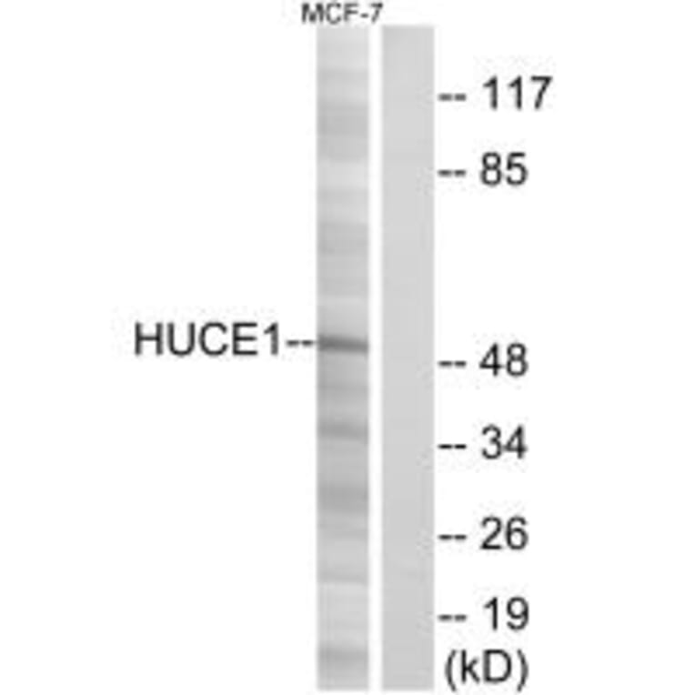 Western blot - HUCE1 Antibody from Signalway Antibody (34574) - Antibodies.com