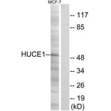 Western blot - HUCE1 Antibody from Signalway Antibody (34574) - Antibodies.com