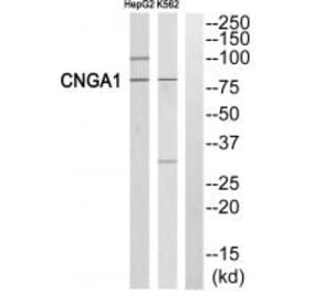 Western blot - CNGA1 Antibody from Signalway Antibody (34577) - Antibodies.com