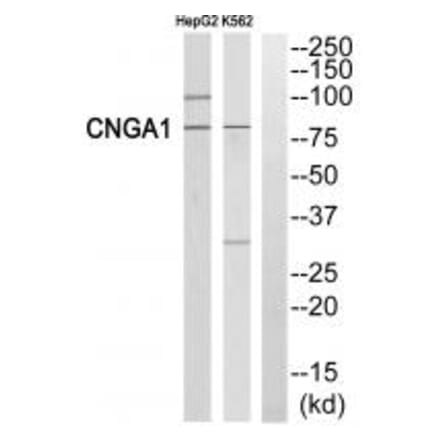 Western blot - CNGA1 Antibody from Signalway Antibody (34577) - Antibodies.com