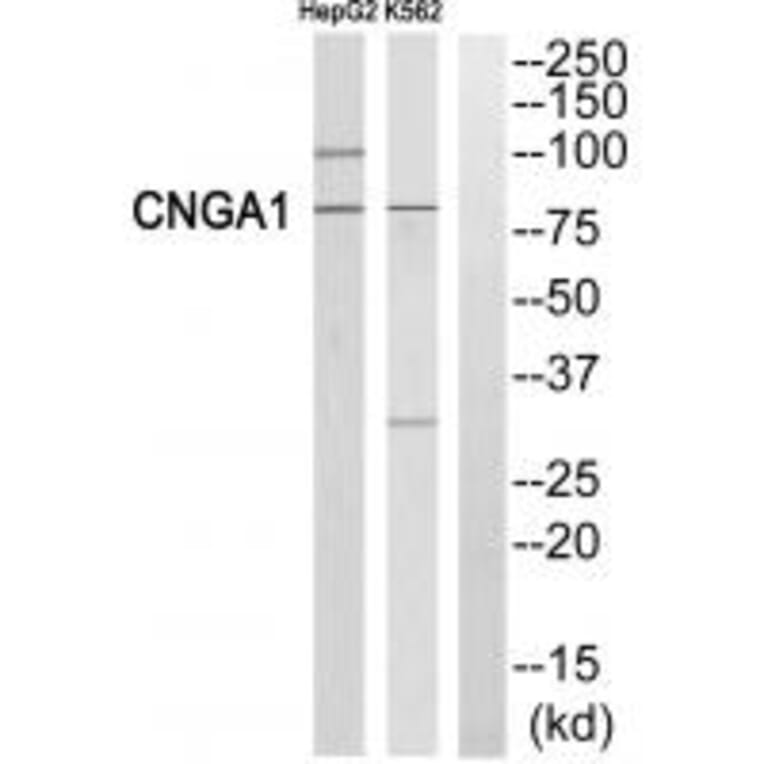 Western blot - CNGA1 Antibody from Signalway Antibody (34577) - Antibodies.com