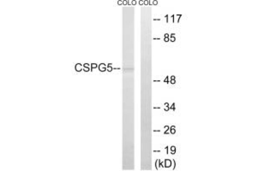 Western blot - CSPG5 Antibody from Signalway Antibody (34587) - Antibodies.com