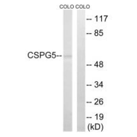 Western blot - CSPG5 Antibody from Signalway Antibody (34587) - Antibodies.com