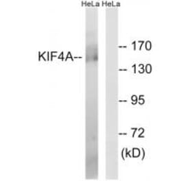 Western blot - KIF4A Antibody from Signalway Antibody (34591) - Antibodies.com