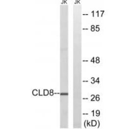 Western blot - CLDN8 Antibody from Signalway Antibody (34598) - Antibodies.com