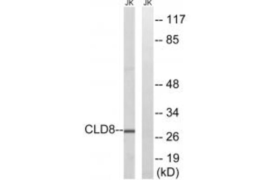 Western blot - CLDN8 Antibody from Signalway Antibody (34598) - Antibodies.com