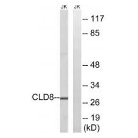 Western blot - CLDN8 Antibody from Signalway Antibody (34598) - Antibodies.com
