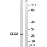 Western blot - CLDN8 Antibody from Signalway Antibody (34598) - Antibodies.com