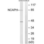 Western blot - NCAPH Antibody from Signalway Antibody (34615) - Antibodies.com