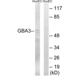 Western blot - GBA3 Antibody from Signalway Antibody (34636) - Antibodies.com