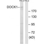 Western blot - DOCK1 Antibody from Signalway Antibody (34642) - Antibodies.com