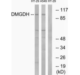 Western blot - DMGDH Antibody from Signalway Antibody (34646) - Antibodies.com