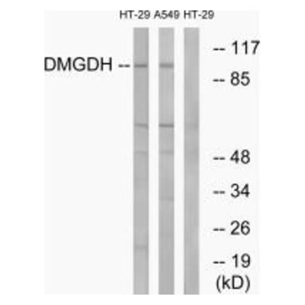 Western blot - DMGDH Antibody from Signalway Antibody (34646) - Antibodies.com