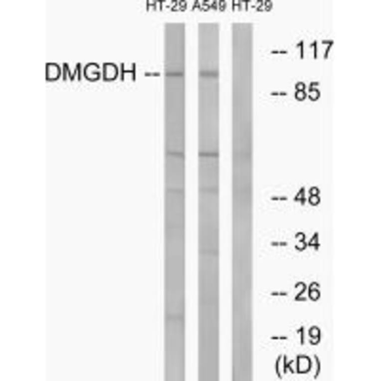 Western blot - DMGDH Antibody from Signalway Antibody (34646) - Antibodies.com