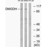 Western blot - DMGDH Antibody from Signalway Antibody (34646) - Antibodies.com