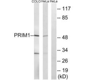 Western blot - PRIM1 Antibody from Signalway Antibody (34649) - Antibodies.com