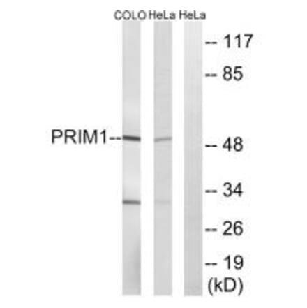 Western blot - PRIM1 Antibody from Signalway Antibody (34649) - Antibodies.com