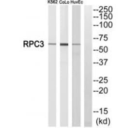 Western blot - RPC3 Antibody from Signalway Antibody (34654) - Antibodies.com
