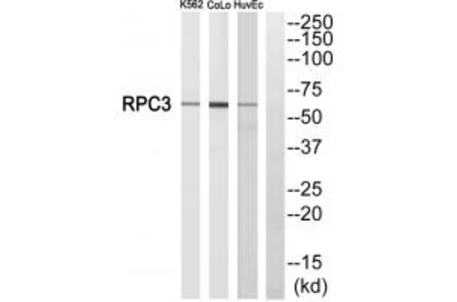 Western blot - RPC3 Antibody from Signalway Antibody (34654) - Antibodies.com