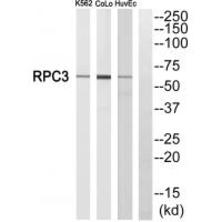 Western blot - RPC3 Antibody from Signalway Antibody (34654) - Antibodies.com