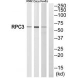 Western blot - RPC3 Antibody from Signalway Antibody (34654) - Antibodies.com