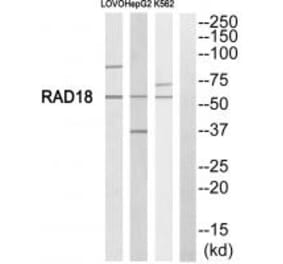 Western blot - RAD18 Antibody from Signalway Antibody (34662) - Antibodies.com