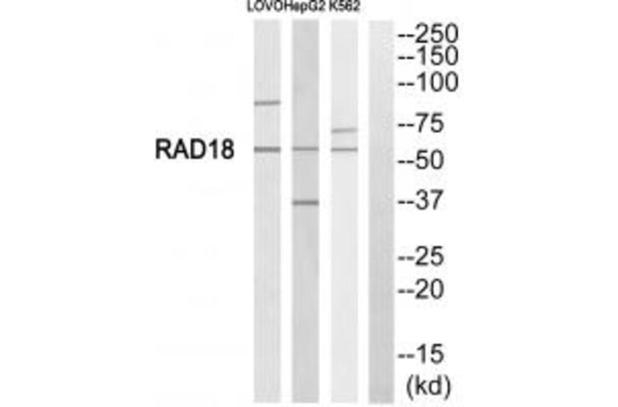 Western blot - RAD18 Antibody from Signalway Antibody (34662) - Antibodies.com