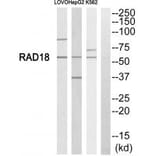 Western blot - RAD18 Antibody from Signalway Antibody (34662) - Antibodies.com