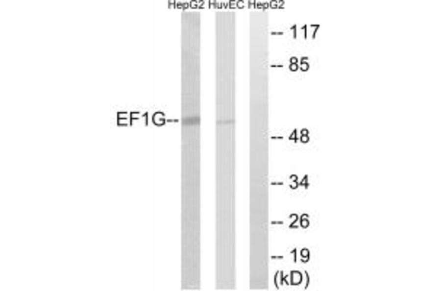 Western blot - EEF1G Antibody from Signalway Antibody (34667) - Antibodies.com