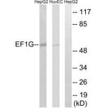 Western blot - EEF1G Antibody from Signalway Antibody (34667) - Antibodies.com