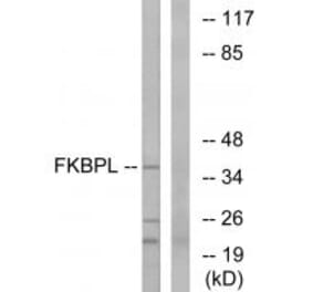 Western blot - FKBPL Antibody from Signalway Antibody (34682) - Antibodies.com