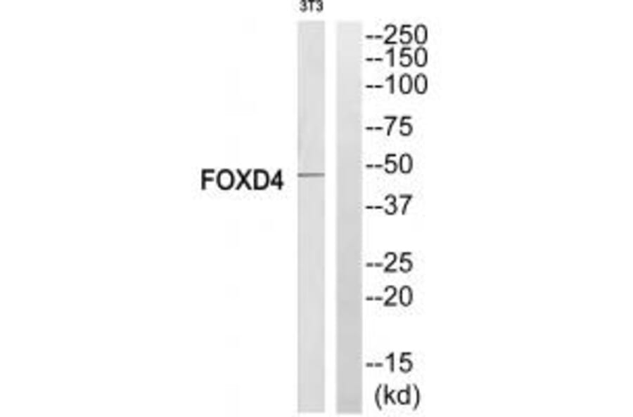 Western blot - FOXD4 Antibody from Signalway Antibody (34685) - Antibodies.com