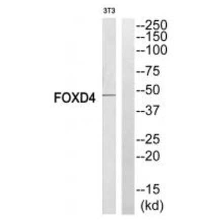 Western blot - FOXD4 Antibody from Signalway Antibody (34685) - Antibodies.com