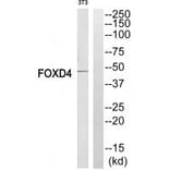 Western blot - FOXD4 Antibody from Signalway Antibody (34685) - Antibodies.com