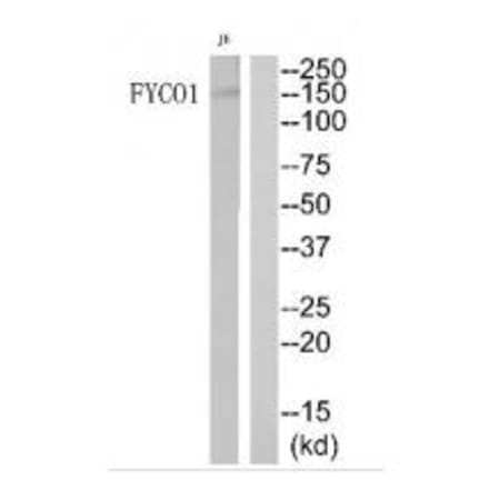 Western blot - FYCO1 Antibody from Signalway Antibody (34690) - Antibodies.com