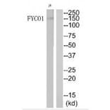 Western blot - FYCO1 Antibody from Signalway Antibody (34690) - Antibodies.com
