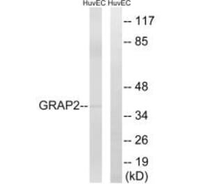 Western blot - GRAP2 Antibody from Signalway Antibody (34707) - Antibodies.com